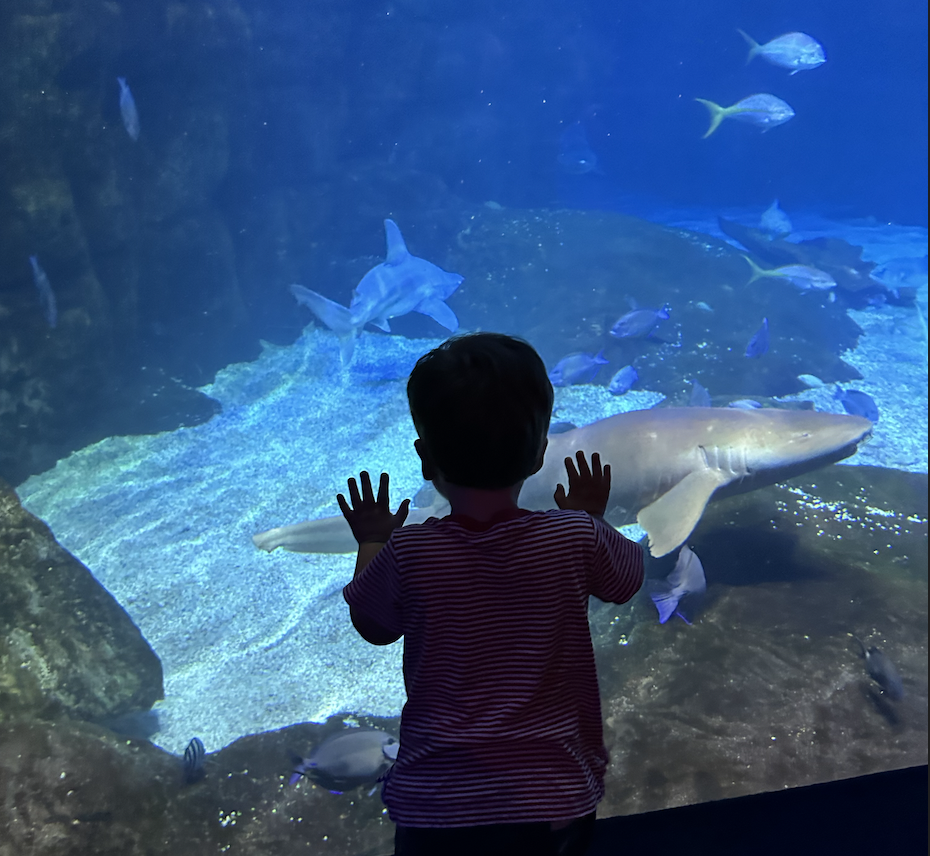 The shark exhibit at the Va Aquarium is in and interactive for all ages